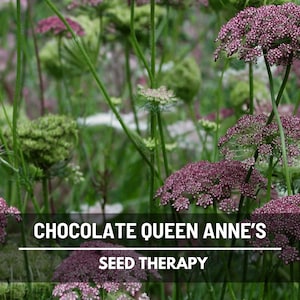 Chocolate Lace Queen Anne’s Lace Seeds – Heirloom, Unique Burgundy Cocoa White Flowers, Perfect for Floral Arrangements | 100 Seeds