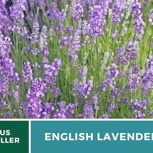 K&ouml;nnte beinhalten: Ein Feld mit bl&uuml;henden lila englischen Lavendelblumen. Die Blumen stehen in voller Bl&uuml;te und das Feld ist &uuml;ppig gr&uuml;n. US-Verk&auml;ufer.