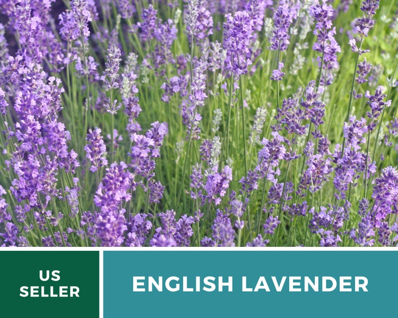 K&ouml;nnte beinhalten: Ein Feld mit bl&uuml;henden lila englischen Lavendelblumen. Die Blumen stehen in voller Bl&uuml;te und das Feld ist &uuml;ppig gr&uuml;n. US-Verk&auml;ufer.