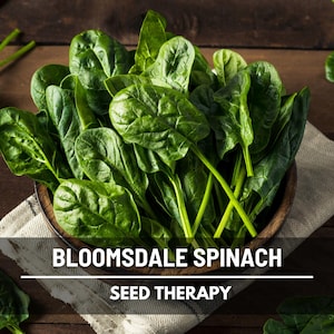 Bloomsdale Spinach Seeds – Heirloom Vegetable, Open Pollinated, Non-GMO, Easy to Grow, Garden Favorite | 150 Seeds