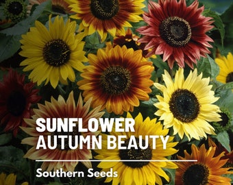 Sunflower, Autumn Beauty - 25 Seeds - Heirloom Flower, Medicinal & Culinary Plant, Warm Colored Blooms, Garden Gift (Helianthus annuus)