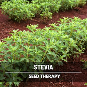 Stevia Seeds (Sugar Leaf) – Heirloom Herb, Natural Sweetener, Sugar Alternative, Medicinal Plant, Stevia rebaudiana | 50 Seeds image 4
