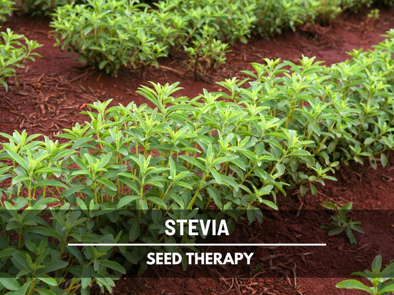 Stevia Seeds (Sugar Leaf) – Heirloom Herb, Natural Sweetener, Sugar Alternative, Medicinal Plant, Stevia rebaudiana | 50 Seeds image 4