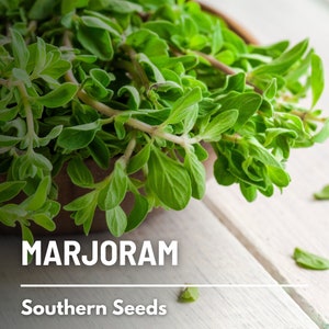Marjoram, Sweet - 100 Seeds - Heirloom - Culinary & Medicinal Herb (Origanum majorana)
