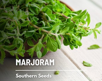 Marjoram, Sweet - 100 Seeds - Heirloom - Culinary & Medicinal Herb (Origanum majorana)