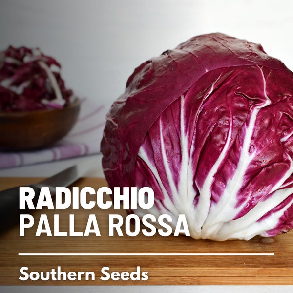 Radicchio, Palla Rossa (Italian Chicory) - 100 Seeds - Heirloom Vegetable - Peppery Flavor - Popular in Italian Cuisine (Cichorium intybus)