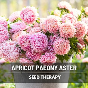 A rustic galvanized bucket overflowing with Aster Paeony Duchess Apricot flowers in full bloom, showcasing soft blush pink and apricot petals in a lush garden setting.
