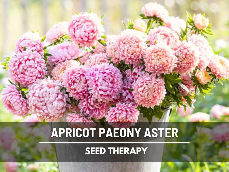 A rustic galvanized bucket overflowing with Aster Paeony Duchess Apricot flowers in full bloom, showcasing soft blush pink and apricot petals in a lush garden setting.
