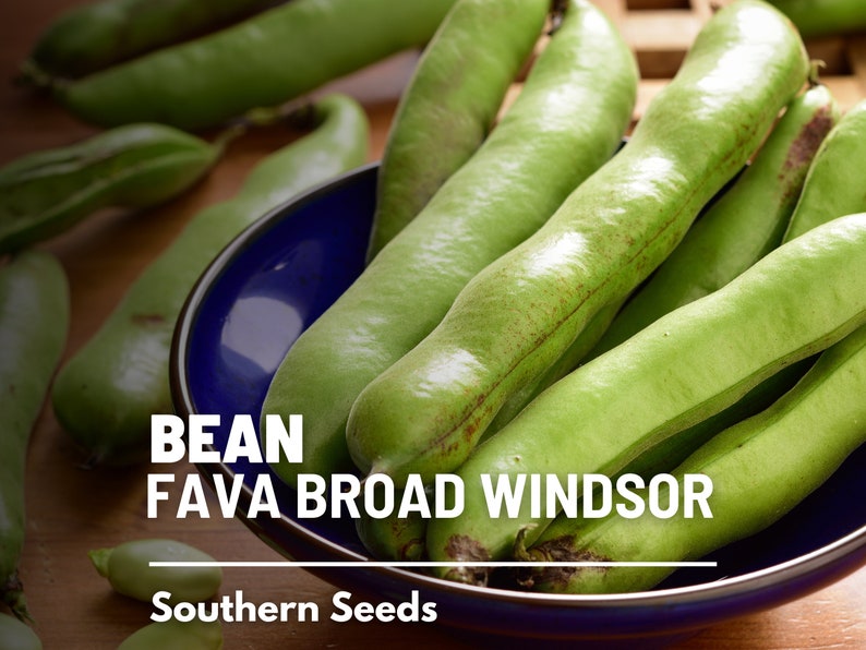 Seed Therapy Broad Windsor Fava Bean Seeds - Thumbnail 5