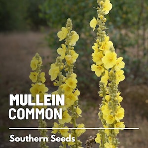 Mullein, Common (Greater) - 100 Seeds - Heirloom Herb - Traditional Medicinal Herb (Verbascum thapsus)