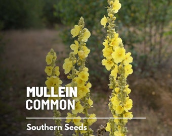 Mullein, Common (Greater) - 100 Seeds - Heirloom Herb - Traditional Medicinal Herb (Verbascum thapsus)