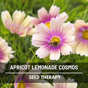 May include: Close-up of apricot and pink cosmos flowers with yellow centers and a bee. The flowers are surrounded by green foliage. Text at the bottom reads "APRICOT LEMONADE COSMOS" and "SEED THERAPY".
