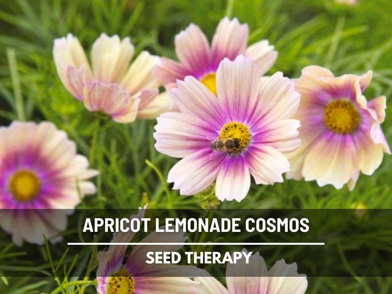 May include: Close-up of apricot and pink cosmos flowers with yellow centers and a bee. The flowers are surrounded by green foliage. Text at the bottom reads "APRICOT LEMONADE COSMOS" and "SEED THERAPY".