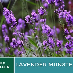Op de afbeelding: Close-up van levendige paarse lavendelbloemen in volle bloei, met groene stelen en bladeren. De afbeelding bevat de tekst "LAVENDER MUNSTEAD" in een turquoise vak en een groen vak met "US SELLER".
