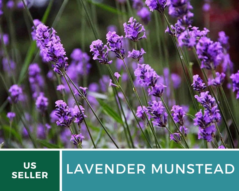 Op de afbeelding: Close-up van levendige paarse lavendelbloemen in volle bloei, met groene stelen en bladeren. De afbeelding bevat de tekst "LAVENDER MUNSTEAD" in een turquoise vak en een groen vak met "US SELLER".