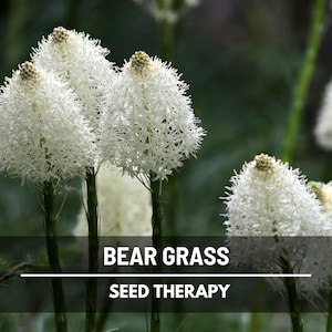 Bear Grass Seeds – Evergreen Perennial with Striking Foliage, Essential Greenery for Floral Design and Garden Structure | 50 Seeds