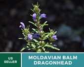 Moldavian Balm, Dragonhead - Heirloom Seeds - Culinary Medicinal Herb (Dracocephalum moldavicum)