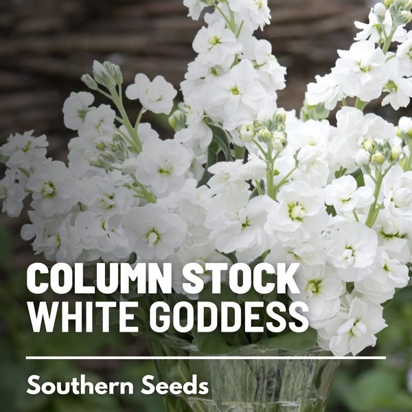 Column Stock, White Goddess - 50 seeds - Heirloom Flower - Fragrant Blooms (Matthiola incana)