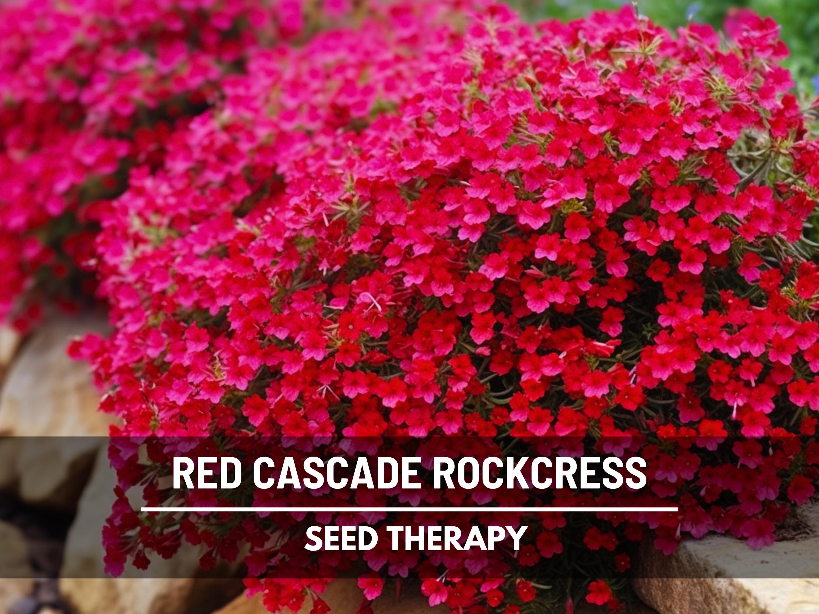 Cascade Red Rockcress Seeds – Cascading Flowers, Vibrant Red Blooms, Perfect for Baskets or Rock Walls | 50 Seeds