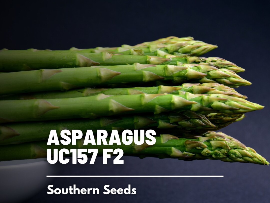Asparagus, UC157 F2 50 Seeds Heirloom Vegetable Open Pollinated Nongmo