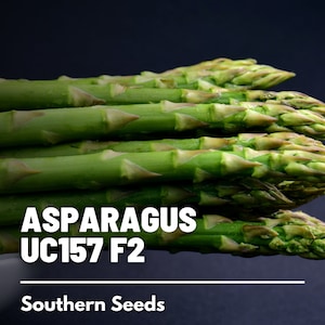 Asparagus, UC157 F2 - 50 Seeds - Heirloom Vegetable - Open Pollinated - Non-GMO (Asparagus officinalis)