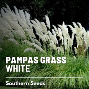 Pampas Grass, White 100 Seeds Heirloom Ornamental Grass Elegant and Airy White Plumes Cortaderia selloana image 1