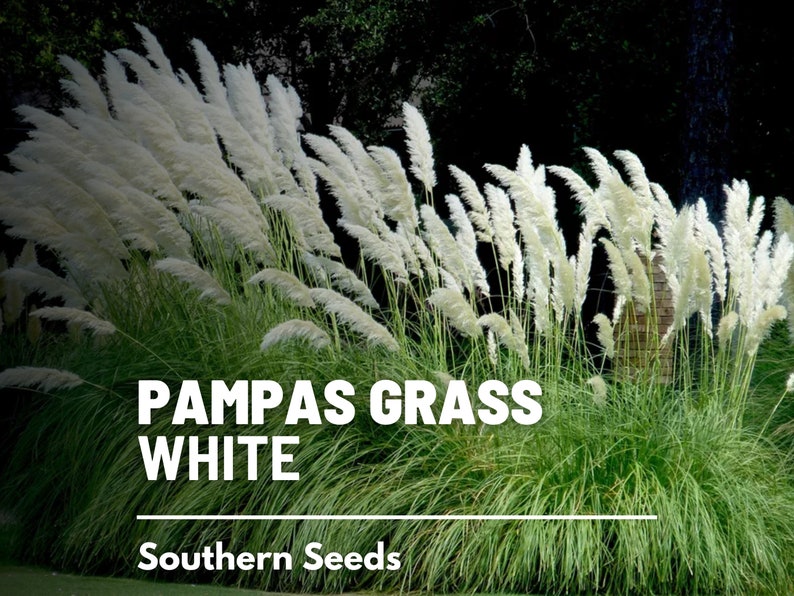 Pampas Grass, White 100 Seeds Heirloom Ornamental Grass Elegant and Airy White Plumes Cortaderia selloana image 1