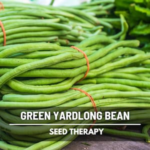 Yard Long Bean Seeds – Heirloom Vining Plant, Also Known as Asparagus Bean or Chinese Long Bean, Heat Loving, Easy to Grow | 15 Seeds