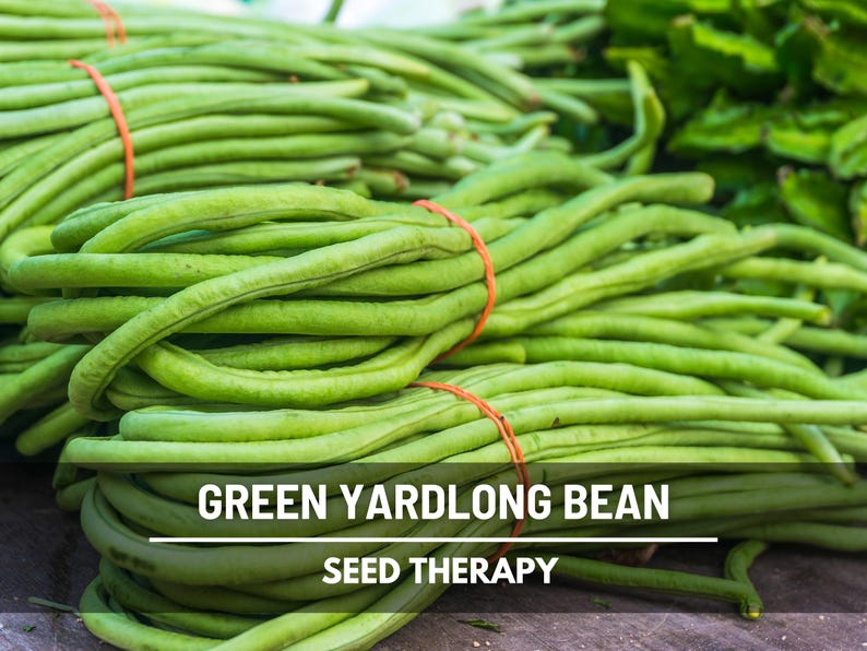 Yard Long Bean Seeds - Heirloom Asparagus Bean, Heat Tolerant (15 Seeds) immagine 1