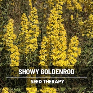 Showy Goldenrod Seeds – Heirloom Flower, Medicinal Herb, Pollinator Friendly, Native Wildflower, Easy to Grow | 100 Seeds