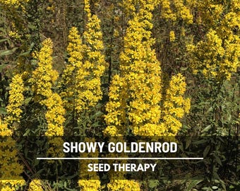 Showy Goldenrod Seeds – Heirloom Flower, Medicinal Herb, Pollinator Friendly, Native Wildflower, Easy to Grow | 100 Seeds