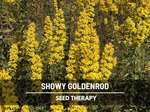 Showy Goldenrod Seeds – Heirloom Flower, Medicinal Herb, Pollinator Friendly, Native Wildflower, Easy to Grow | 100 Seeds