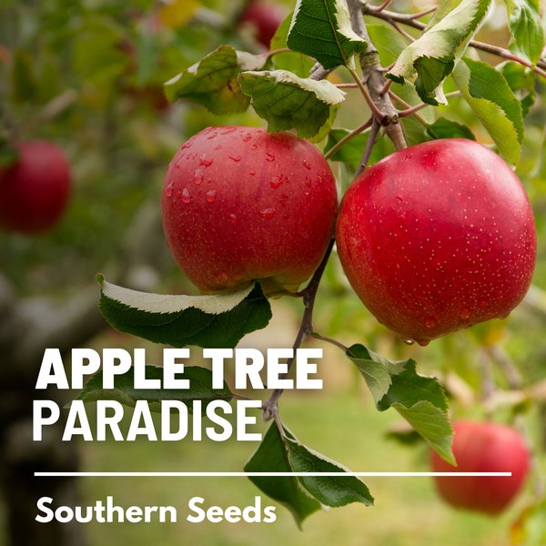 Apple Tree, Paradise (Common) - 25 Seeds - Heirloom Fruit, Open Pollinated, Non-GMO, Stunning Blooms (Malus pumila)