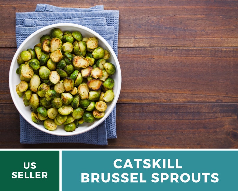 Brussels Sprouts Catskill 250 Seeds Heirloom GMO Free Etsy