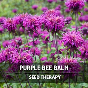 Purple Bergamot Bee Balm Seeds – Heirloom, Rich Purple Wildflowers, Attracts Hummingbirds & Bees, Easy to Grow | 50 Seeds