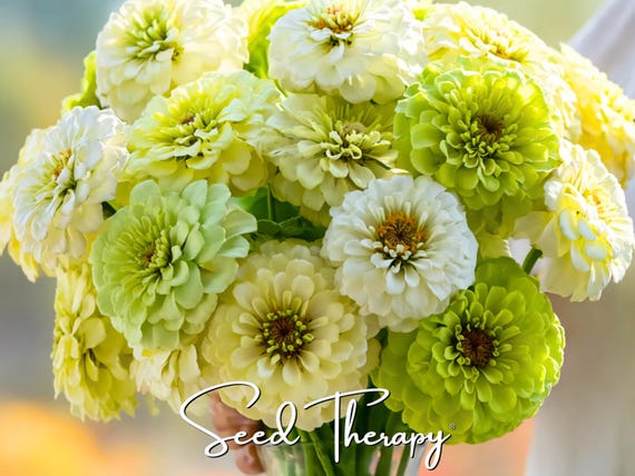 Key Lime Pie Zinnia Seeds – Heirloom Flower, Large Double Blooms, Polar Bear & Envy Mix, Easy to Grow | 100 Seeds