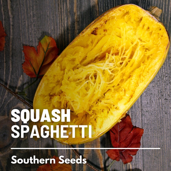 Squash, Spaghetti - 20 Seeds - Heirloom Vegetable, Gluten Free Pasta Substitute, Open Pollinated, Non-GMO (Cucurbita pepo)