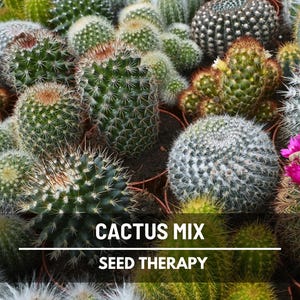 Cactus Mix - 30 Seeds - Heirloom Cacti Succulents - Drought-Tolerant Plant (Cactaceae spp.)