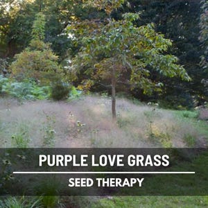 Purple Love Grass Seeds – Ornamental, Beautiful Purple Plumes, Easy to Grow and Drought Tolerant | 50 Seeds