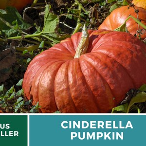 May include: A large, bright orange Cinderella pumpkin sits in a field of green leaves. The pumpkin has a deep, rounded shape with many ridges.