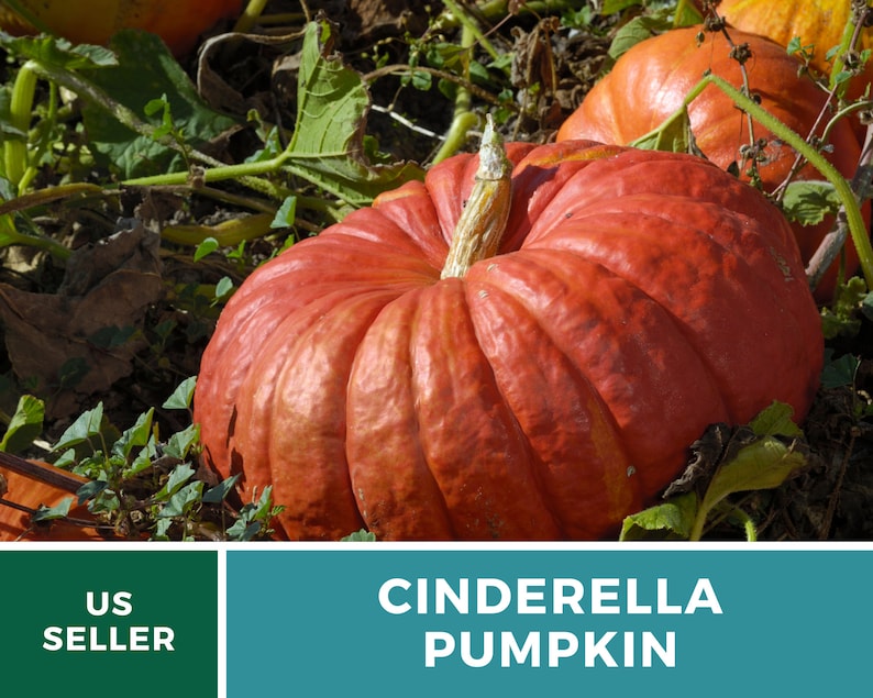 May include: A large, bright orange Cinderella pumpkin sits in a field of green leaves. The pumpkin has a deep, rounded shape with many ridges.