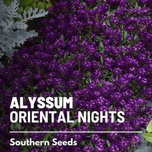 May include: Purple Alyssum flowers in bloom, with the text "ALYSSUM ORIENTAL NIGHTS" and "Southern Seeds" below the flowers.