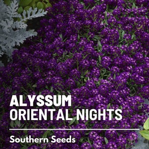 Alyssum, Oriental Nights 100 Seeds Heirloom Flower Fragrant, deep purple blooms, Self Sows, Deer Resistant Lobularia maritima image 1