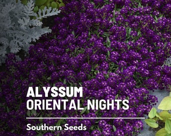 Alyssum, Noches Orientales - 100 Semillas - Flor Heirloom - Flores fragantes, de color púrpura intenso, Autocerdas, Resistente a los ciervos (Lobularia maritima)