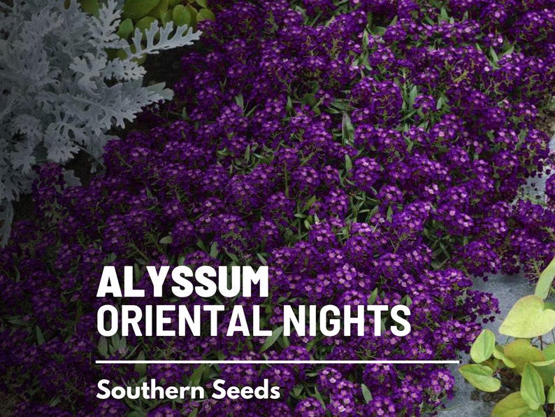 May include: Purple Alyssum flowers in bloom, with the text "ALYSSUM ORIENTAL NIGHTS" and "Southern Seeds" below the flowers.
