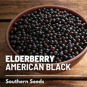 Elderberry, American Black - 50 Seeds - Heirloom Fruit - Non-GMO (Sambucus canadensis)