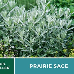 Sage, Prairie Louisiana Sage 100 Seeds Heirloom Herb, Medicinal, Pollinator Friendly, Fragrant Plant, Non-GMO Artemisia ludoviciana image 4