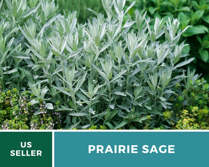 Sage, Prairie Louisiana Sage 100 Seeds Heirloom Herb, Medicinal, Pollinator Friendly, Fragrant Plant, Non-GMO Artemisia ludoviciana image 4