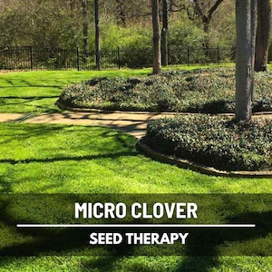 Micro Clover (Trifolium repens) lawn with vibrant green coverage under shade trees, low-maintenance alternative to grass - Seed Therapy