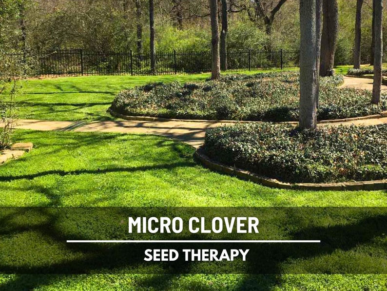 Micro Clover (Trifolium repens) lawn with vibrant green coverage under shade trees, low-maintenance alternative to grass - Seed Therapy